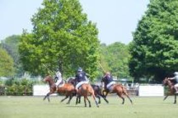 Polopaarden_foto_2-3fbc84e2 Polopaarden stalling | Steenhof Stables