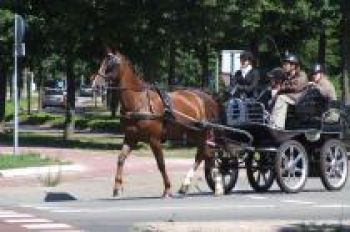 Koetsiersbewijs_Enkelspan_Foto_2-7bba5ce6 Enkelspan | Steenhof Stables