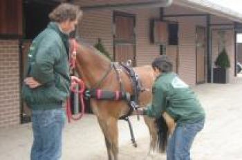 Koetsiersbewijs_Enkelspan_Foto_3-8c4d7b6f Enkelspan | Steenhof Stables