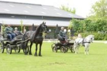 Koetsiersbewijs_Enkelspan_Foto_5jpg-91ea2439 Enkelspan | Steenhof Stables