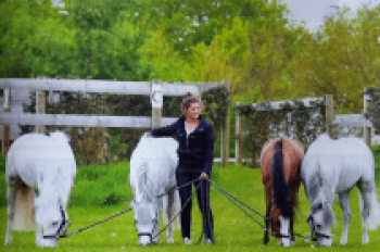 VierspanTeam_Manou_Brans_Foto_1-a24d13cd Vierspanteam Manou Brans | Steenhof Stables