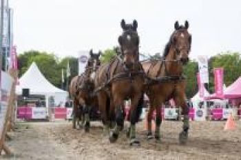 Paardensport_Wedstrijdpaarden-a6a71049 Wedstrijdpaarden | Steenhof Stables