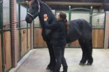 Vakantiestalling_Paarden_foto_1-aabdb5a3 Vakantiestalling paarden | Steenhof Stables