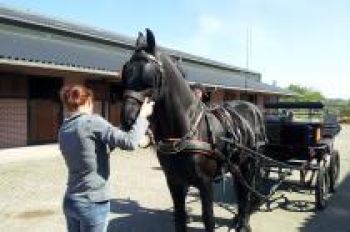 Koetsiersbewijs_Enkelspan_Foto_1-ed4e1d42 Enkelspan | Steenhof Stables